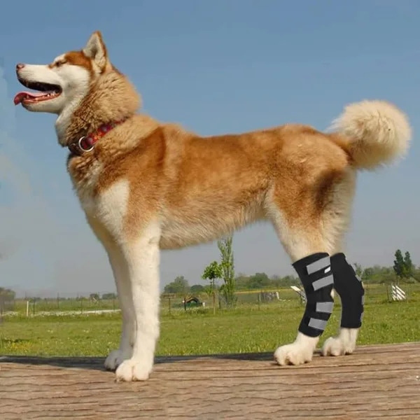 Animal Support